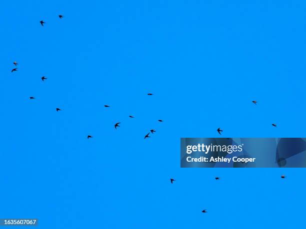 a flock of common swift, apus apus over ambleside, lake district, uk. - common swift flying stock pictures, royalty-free photos & images