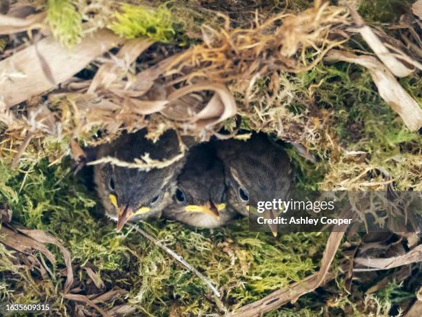 young wren; troglodytes troglodytes, in a nest at leighton moss, silverdale, lancashire, uk. - wren stock pictures, royalty-free photos & images