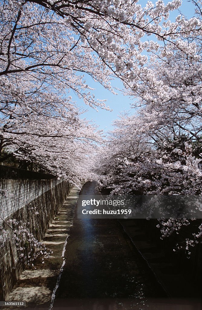 Full bloom cherry blossoms near river