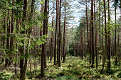 A fragment of a pine forest in close-up with a small patch of sky in the background