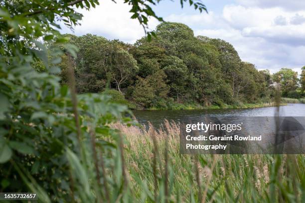 copenhagen nature - christianshavn stock pictures, royalty-free photos & images