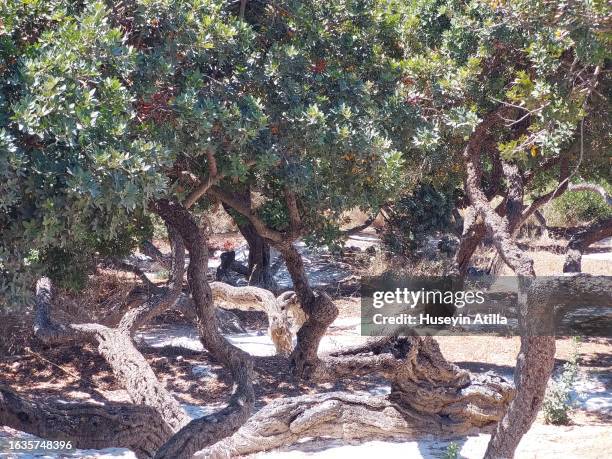 Mastic Color Tree 107 Mastic Trees Stock Photos, High-Res Pictures, and Images - Getty Images