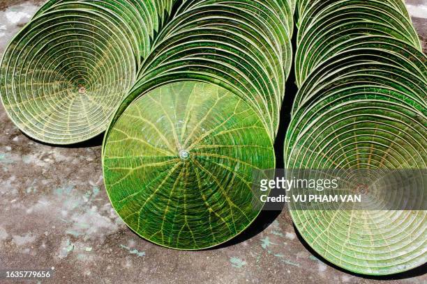 vietnamese conical hats made from green lotus leaves - leaf vein stock pictures, royalty-free photos & images