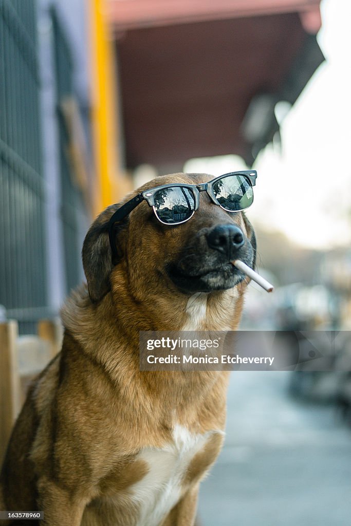 Dog smoking