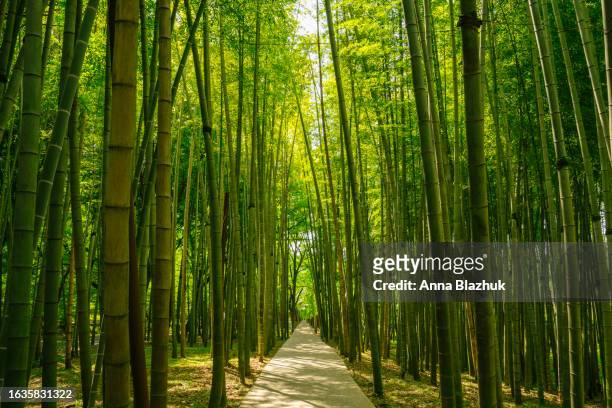 bamboo trees garden and path. natural sunny green background. - bamboo forest stock-fotos und bilder