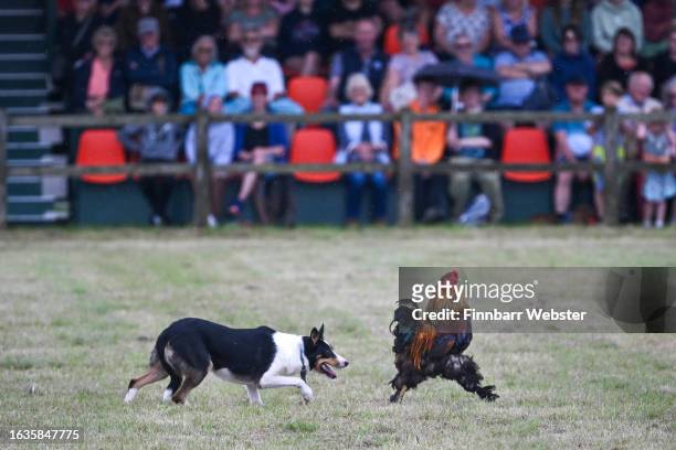 Dog pretends to stalk a rooster during Bob Hogg Dog and Ducks display, on August 24, 2023 in West Bay, Dorset. The Melplash Agricultural Society...
