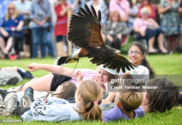 Harris Hawk swoops over children lying down during a bird's of prey display, on August 24, 2023 in West Bay, Dorset. The Melplash Agricultural...