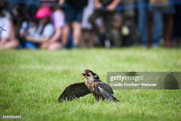 Lanner Falcon eats some food during a display, on August 24, 2023 in West Bay, Dorset. The Melplash Agricultural Society Show, held in West Dorset,...