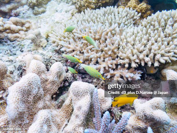 beautiful harlequin filefish and others in wonderful coral reefs.

gahi island beach, zamami island, zamami vil., shimajiri, okinawa, japan.
photo taken november 23, 2022.
in underwater photography. - harlequin filefish stock-fotos und bilder