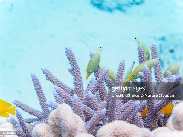 beautiful harlequin filefish and others in wonderful coral reefs.

gahi island beach, zamami island, zamami vil., shimajiri, okinawa, japan.
photo taken november 23, 2022.
in underwater photography. - harlequin filefish stock-fotos und bilder