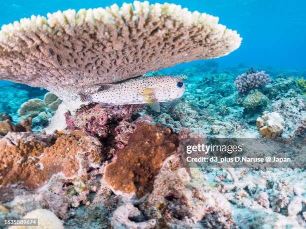 beautiful spot-fin porcupinefish and others in wonderful coral reefs.

gahi island beach, zamami island, zamami vil., shimajiri, okinawa, japan.
photo taken november 23, 2022.
in underwater photography. - pez puercoespín fotografías e imágenes de stock