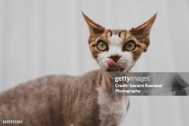 devon rex cat portrait - purebred cat bildbanksfoton och bilder