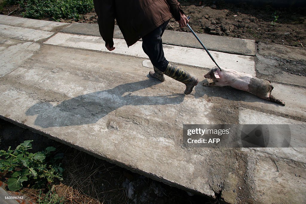 CHINA-POLLUTION-FARM-ANIMAL-PIGS