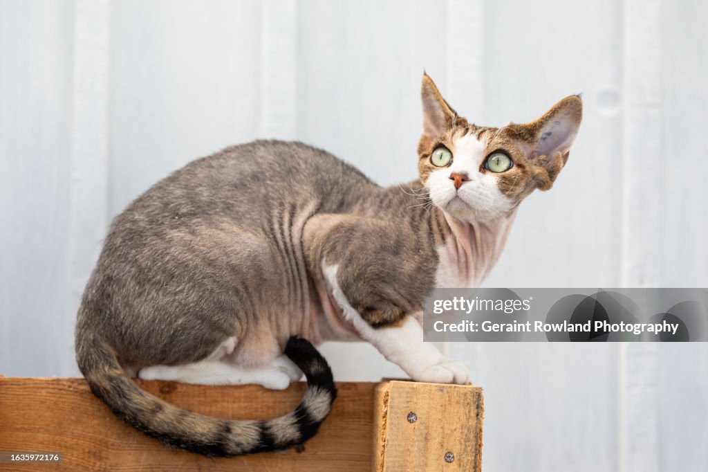 Devon Rex ImaGE