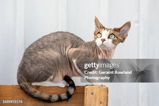 Devon Rex ImaGE Devon Rex ImaGE