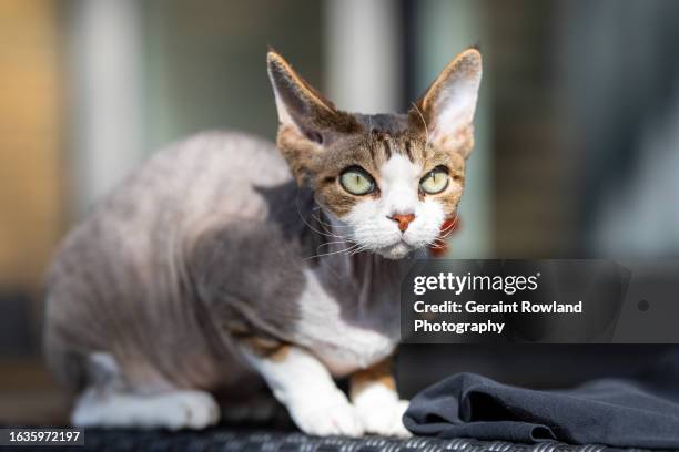devon rex cat portrait - devon rex cat stock pictures, royalty-free photos & images