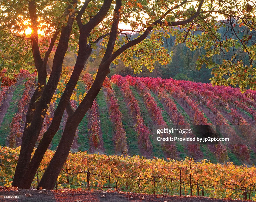 Boeger Vineyard Sunset