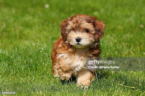 red havanese puppy of 8 weeks! - havanese stock pictures, royalty-free photos & images