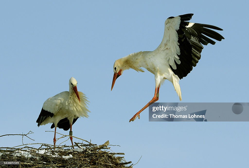 Storks Brave Snow And Cold Weather