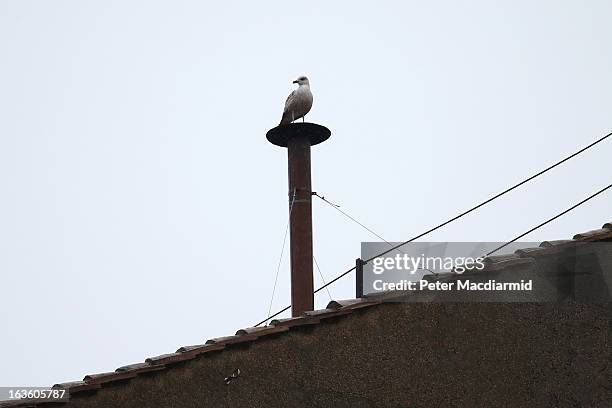 Bird sits on top of the chimney on the roof of the Sistine Chapel as the College of Cardinals attempt to elect a new Pope on March 13, 2013 in...