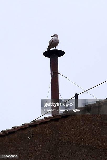 Bird stands on the chimney on the roof of the Sistine Chapel during the evening of the second ballot of Cardinals' secret conclave on March 13, 2013...