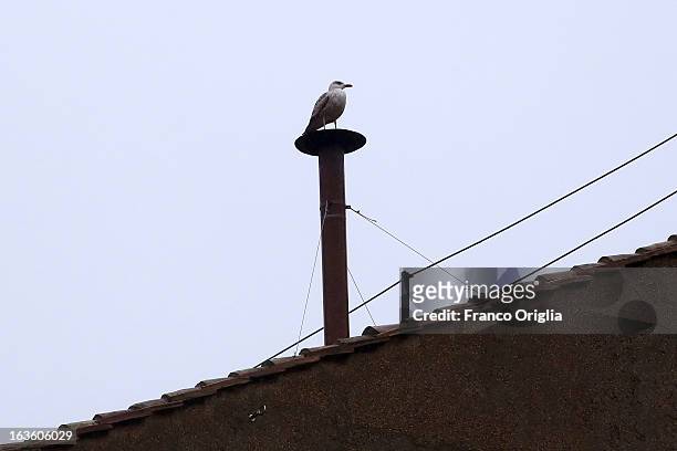 Bird stands on the chimney on the roof of the Sistine Chapel during the evening of the second ballot of Cardinals' secret conclave on March 13, 2013...
