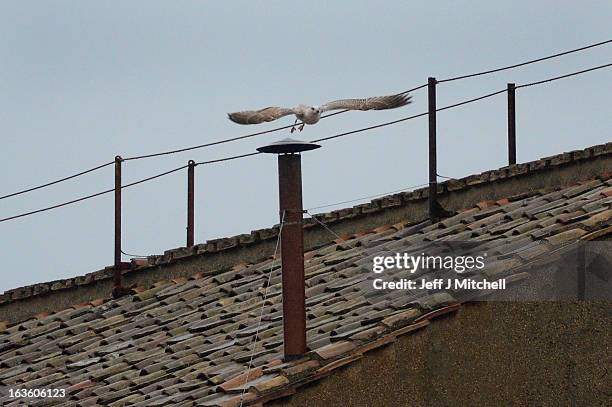 Seagull flies from the chimney on the roof of the Sistine Chapel during the second day of the conclave on March 13, 2013 in Vatican City, Vatican....
