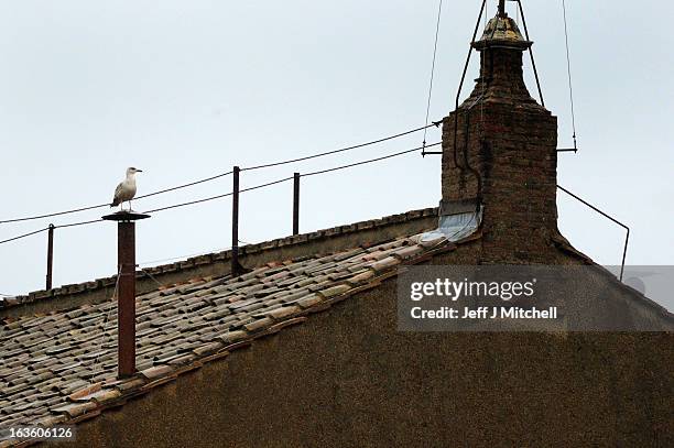 Seagull sits on the chimney on the roof of the Sistine Chapel during the second day of the conclave on March 13, 2013 in Vatican City, Vatican. Pope...