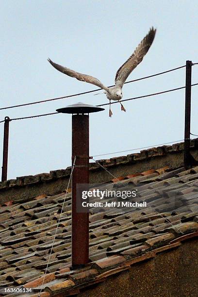 Seagull flies from the chimney on the roof of the Sistine Chapel during the second day of the conclave on March 13, 2013 in Vatican City, Vatican....