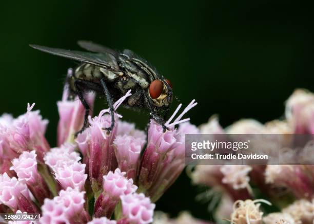 flesh fly - mosca carnaria foto e immagini stock