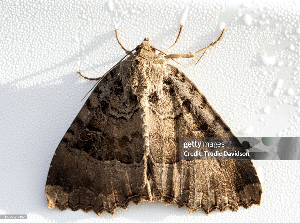 Old Lady moth