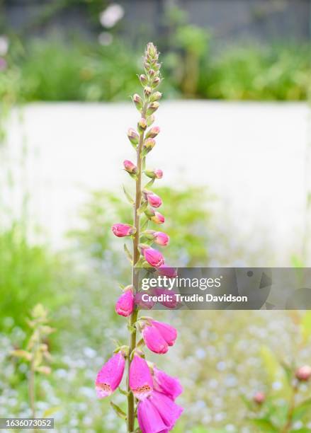 pink foxglove - digitalis grandiflora stock pictures, royalty-free photos & images