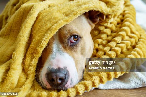 close-up portrait of pitbull dog with sadness expression at home indoors - perros fotografías e imágenes de stock