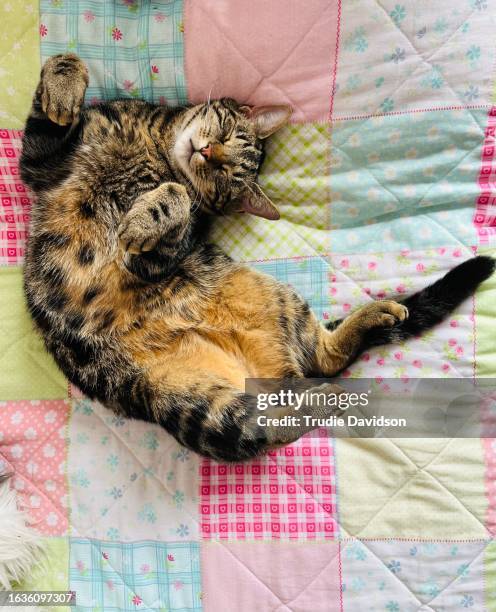 relaxed tabby on patchwork - sleeping cat stock pictures, royalty-free photos & images