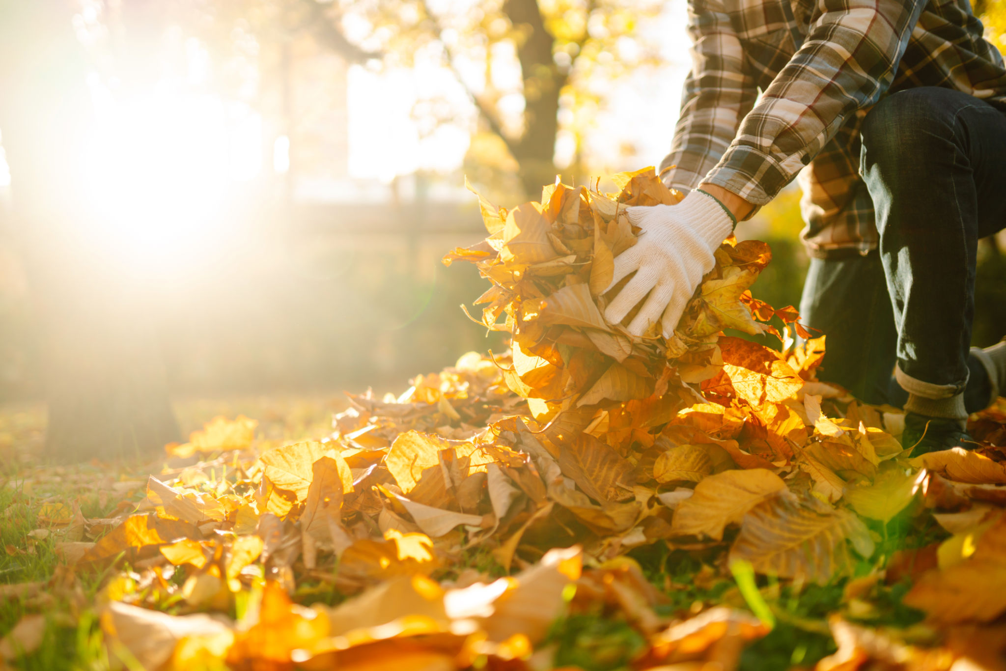 autumn maintenance