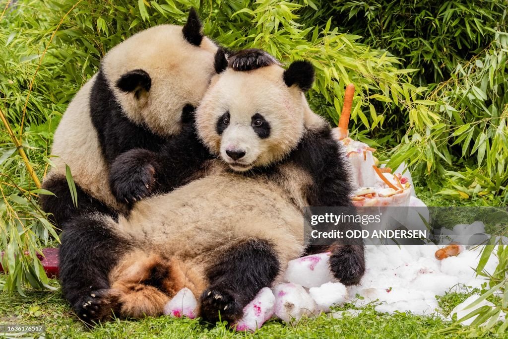 GERMANY-CHINA-ANIMAL-PANDA