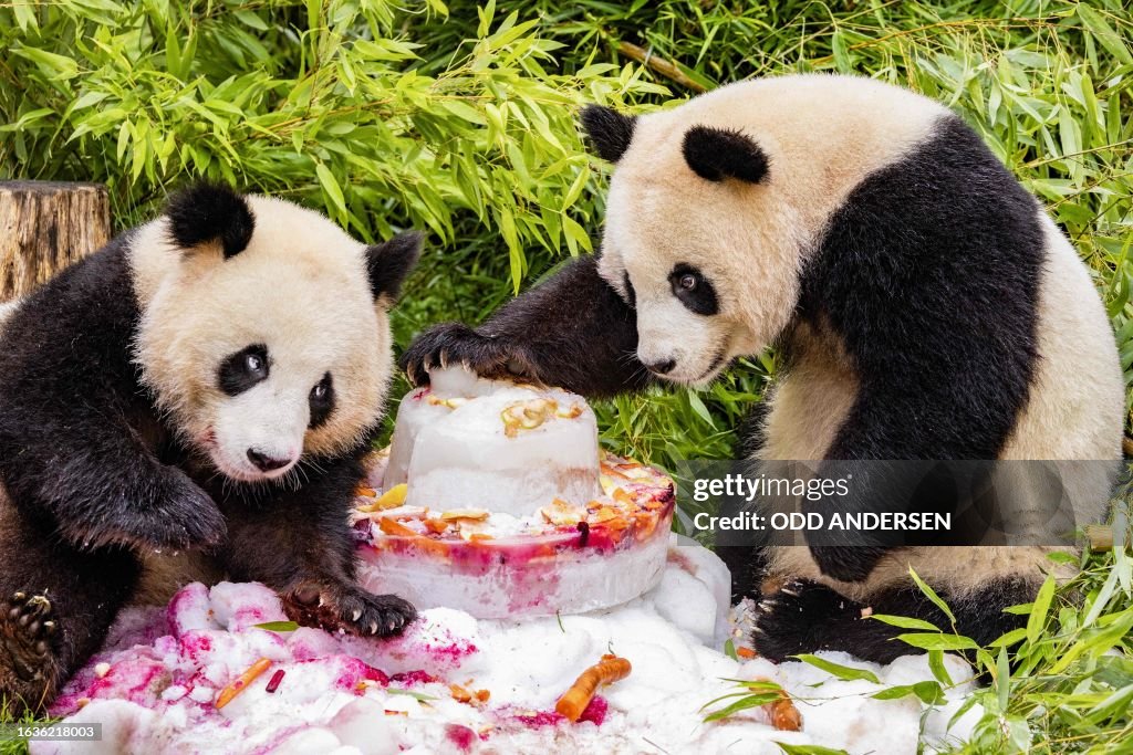 GERMANY-CHINA-ANIMAL-PANDA