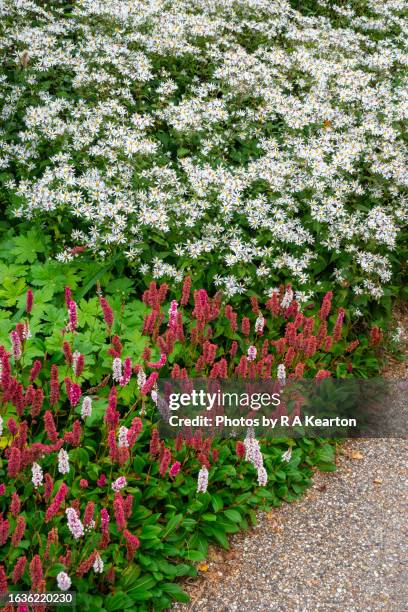 persicaria affinis 'donald lowndes' and aster divaricatus in a late summer border - polygonum persicaria stock pictures, royalty-free photos & images