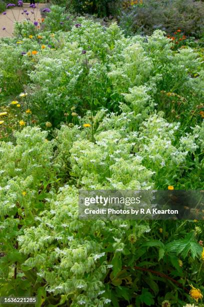 white borage in flower in a summer kitchen garden - borage stockfoto's en -beelden