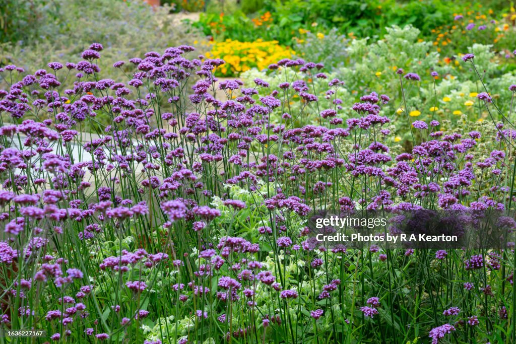 Verbena Bonariensis in a garden border in late summer