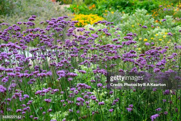 verbena bonariensis in a garden border in late summer - verbena bonariensis stock pictures, royalty-free photos & images