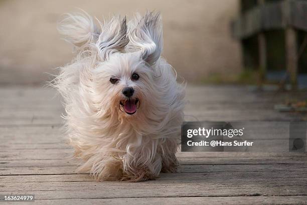 havanese dog on a wooden bridge - havaneser stock-fotos und bilder