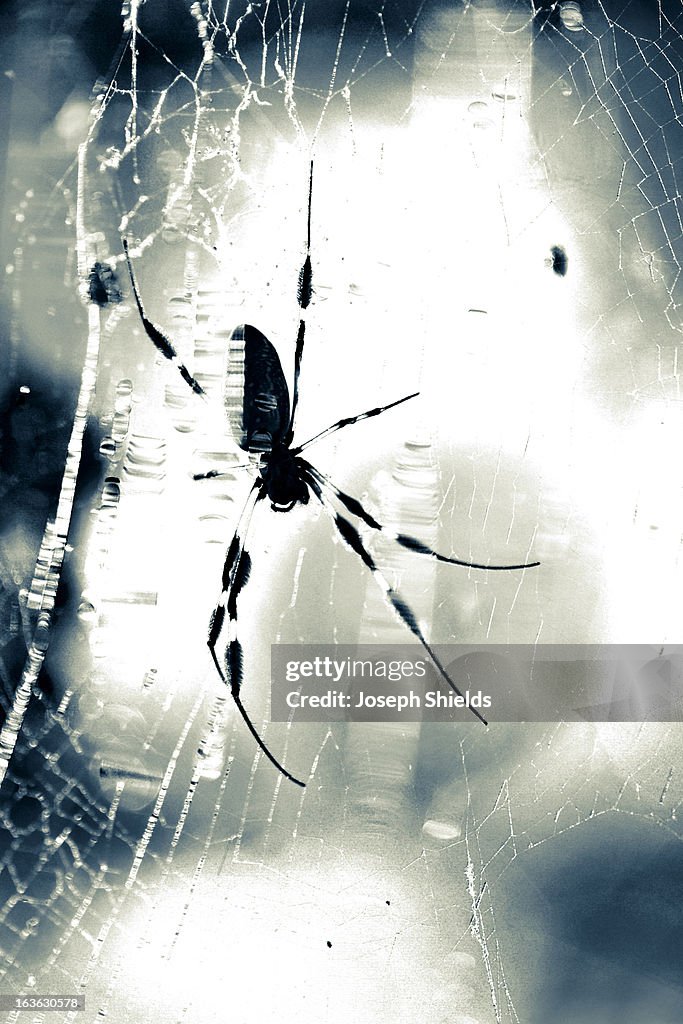 Garden spider in its web.