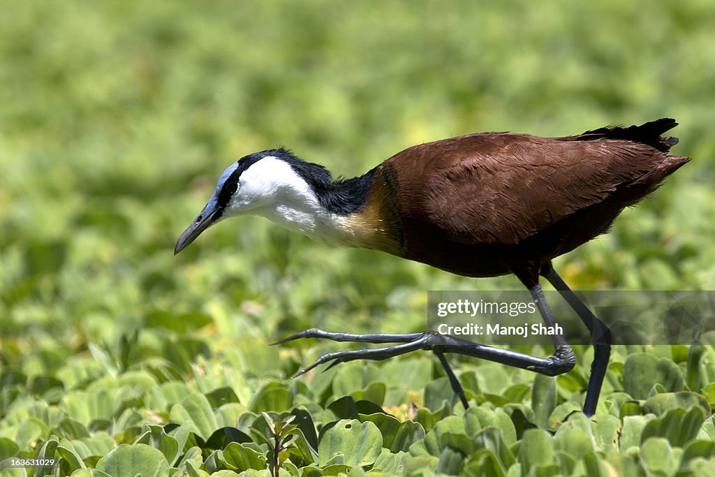 African Jacana