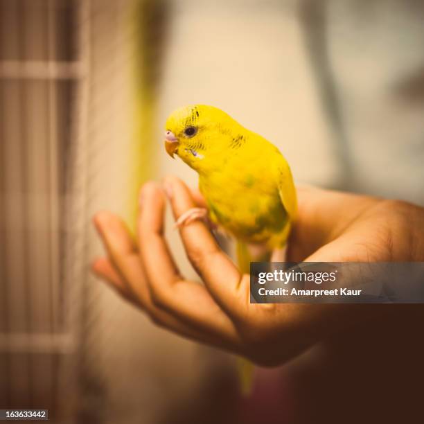 budgie/parakeet perching on a hand - wellensittich-sittich stock-fotos und bilder