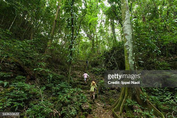 people hiking in tropical rainforest jungle - palau stock pictures, royalty-free photos & images