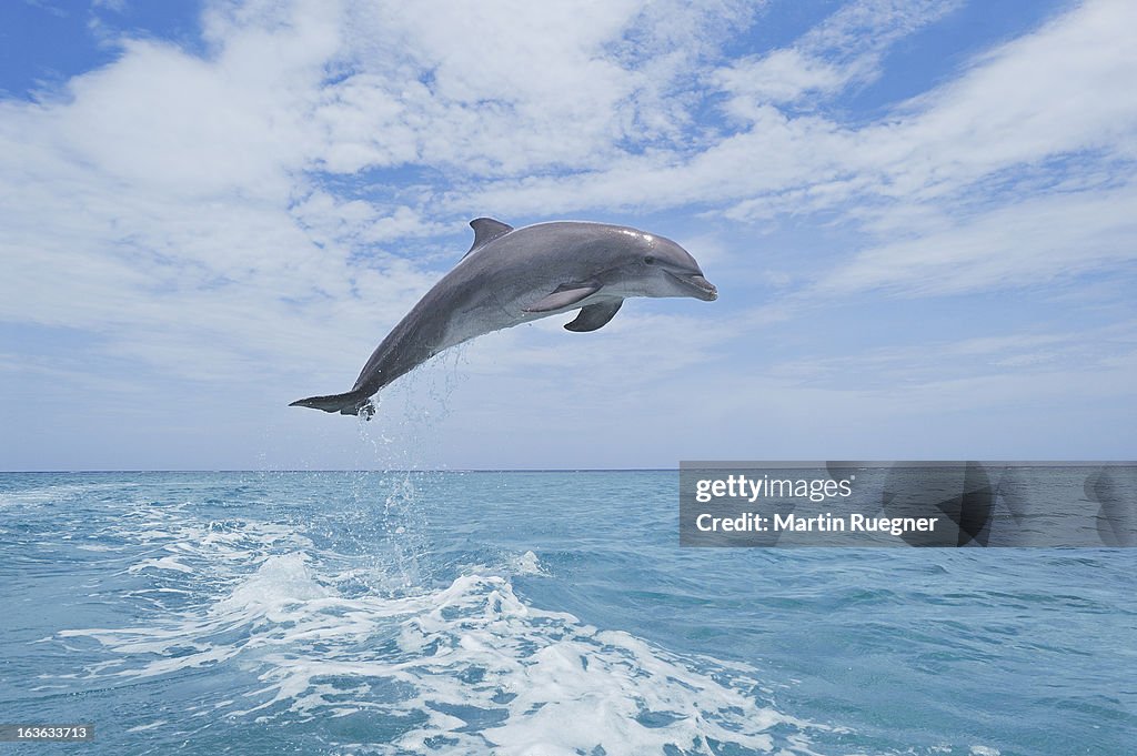 Bottlenose dolphin jumping