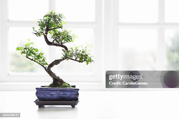 bonsai chinese sweet plum sageretia theezans - bonsai stockfoto's en -beelden