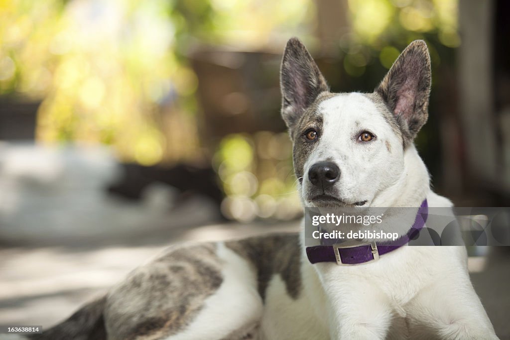 Australian Shepard Blue Heeler Hund Blick in die Kamera liegen
