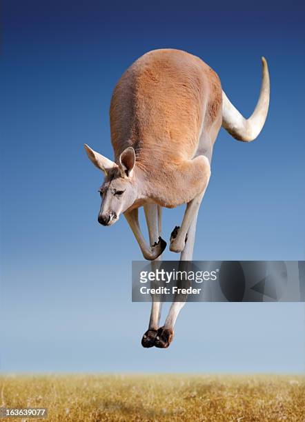 jumping rotes riesenkänguru - jumping australia stock-fotos und bilder